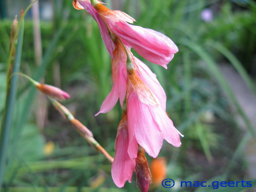 Dierama dracomontanum